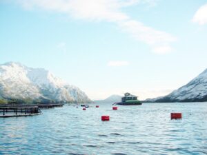 Mortalidad de salmones: “El mensaje es  que hay que tomar acciones preventivas”