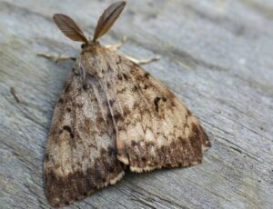 SAG detectó peligrosa polilla en embarcación coreana