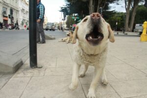 Inédito fallo judicial ordena a Salud y municipio adoptar medidas por perros callejeros