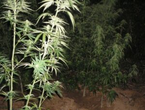Fue autorizado el primer cultivo de marihuana en la Región del Biobío