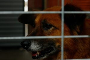 Decenas de familias de Punta Arenas han adoptado una mascota