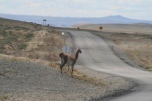 Siguen los accidentes por la presencia de Guanacos en las rutas de Santa Cruz, Argentina