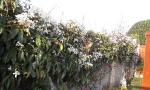 Imponen cargos criminales a dos octogenarios por cortar planta de vecino