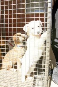 Municipio ha capturado a más de 60 perros y  más de 30 cachorros esperan ser adoptados