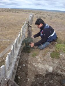 Vacunación preventiva en Porvenir por hallazgo de murciélago positivo a rabia
