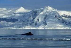 Impulsan concurso de investigación antártica