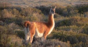 Accidentes automovilísticos por causa  de guanacos recrudecen en Santa Cruz
