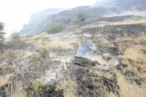 En  Torres del Paine, a tres años de incendio, se han plantado 100 mil lengas