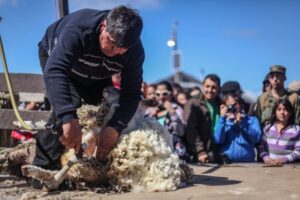 Miles de personas asistieron al XXV festival de la Esquila en Villa Tehuelche