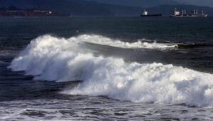 Pescadores de Cobquecura encuentran tiburón en sus redes