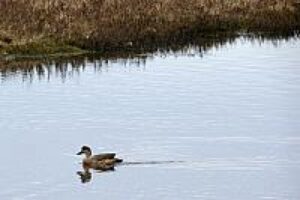 Parque Cruz de Froward celebrará Día Mundial de Humedales