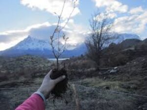 Comprometen siete mil millones de pesos para reforestación en Parque Torres del Paine