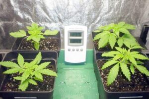 Más de cinco locales venden semillas  de marihuana en Punta Arenas