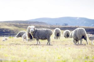 Hasta 50% menos de pasto por falta  de lluvia afectan a la ganadería regional