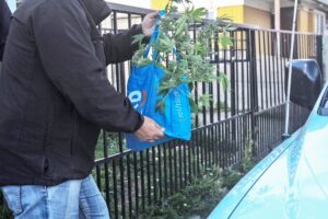 PDI detuvo a sujeto que mantenía cultivo in-door de marihuana