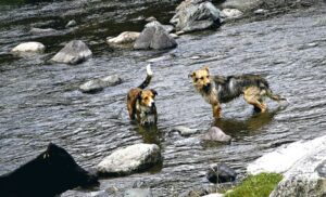 Ministerio de agricultura suspendió decreto que permitía caza de perros asilvestrados