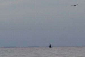 Avistamiento de ballenas en el Estrecho de Magallanes deleitó a caminantes de la costanera