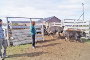 Realizan vigilancia de brucelosis bovina en localidades limítrofes