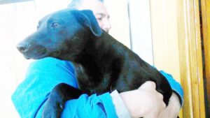 En dos años municipalidad ha esterilizado a más de 6.500 animales en Punta Arenas