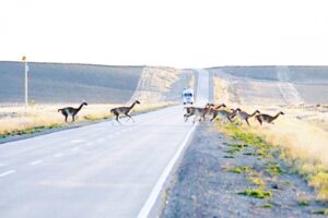 Guanacos se convierten en el mayor peligro  en las rutas patagónicas durante época estival