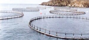 Magallanes doblaría participación en industria salmonera en cinco años