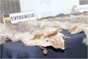 Aumento de sanciones y modificación a Ley de caza