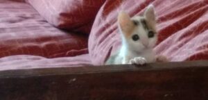 Rescatista chilena logra devolver a la vida a pequeña gata dada por muerta durante dos días