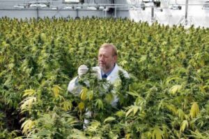 Jamaica despenaliza consumo de marihuana con fines medicinales y religiosos