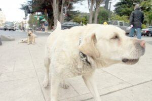 Llaman a aprobar ley de tenencia responsable de mascotas ante caza de perros