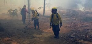 Controlan incendio forestal en Casablanca que consumió más de 500 hectáreas