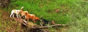 Denuncian muerte de animales en Tierra del Fuego por ataque de perros