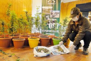 Con $ 40 millones en marihuana fue detenida persona formalizada por microtráfico