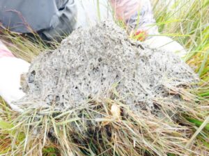 Sector turístico acusa falta de fiscalización por presencia de didymo en Torres del Paine