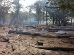 CONAF informa que incendio forestal de Tierra del Fuego está controlado