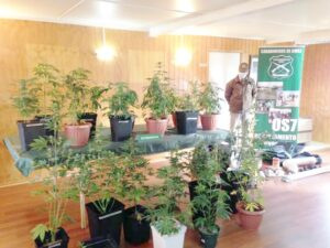 Sujeto que mantenía 22 plantas de marihuana se entregó a Carabineros