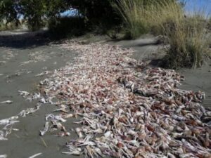 Inusual aparición de fauna marina a la vera del río Gallegos, Argentina