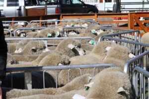 Recepción de animales para Expogama 2015 comienza hoy