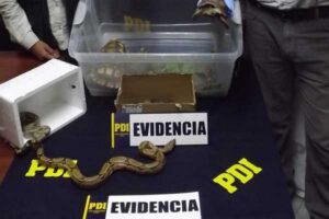 Extranjero intentó ingresar más de 50 animales exóticos escondidos incluso en su ropa interior