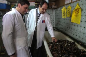 Autoridad sanitaria fiscalizó certificados de análisis de Marea Roja