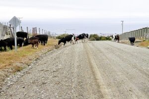 En Última Esperanza denunciaron pérdidas millonarias por robo de animales