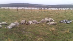 Alcaldesa informó de 400 animales que fueron arrastrados por desborde de río en el Paine