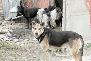 Mujer fue atacada porm un perro
