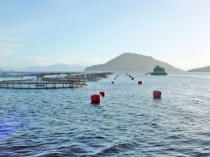 Salmones: más de 500 concesiones en trámite y gremio ve espacio para 200
