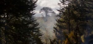 Lluvias ayudan a avanzar en control de mega incendios en China Muerta y Malleco