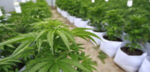 Comisión de la Cámara Baja aprueba proyecto que legaliza marihuana para fines medicinales