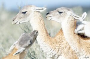 Coordinan acciones para  frenar población de guanacos