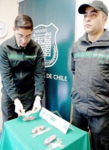 Detectan ingreso  de droga a la cárcel