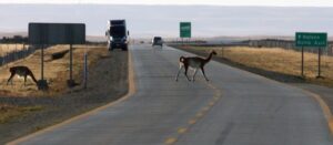 Molestia de automovilistas por los peligros que conlleva la gran cantidad de guanacos en la ruta