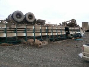 Más de cien ovejas murieron al volcar un camión argentino que las transportaba