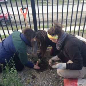 Vecinos y jóvenes de Punta Arenas plantaron árboles en población “Archipiélago de Chiloé”
